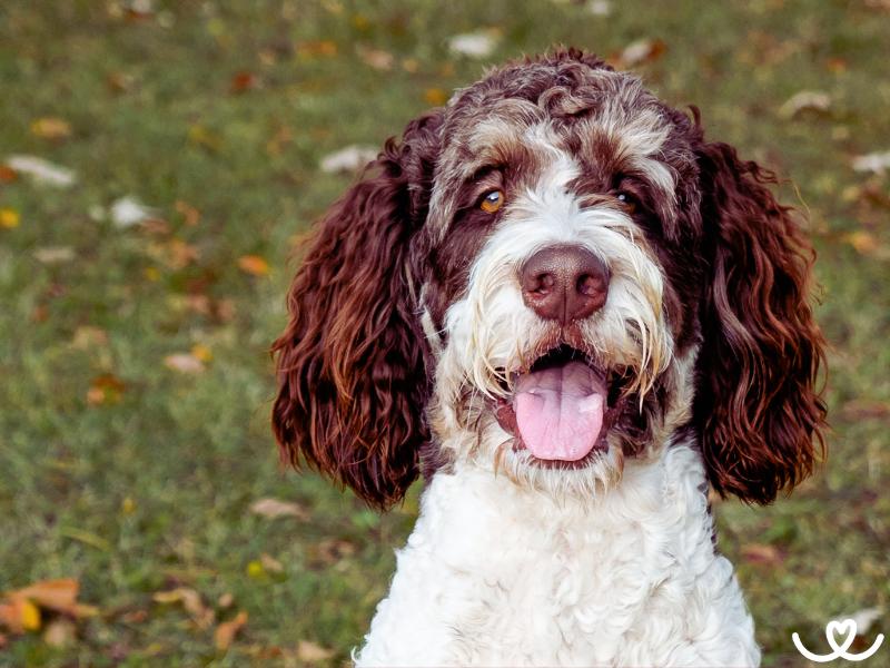 Psi-plemeno-bernedoodle (9)